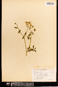 Polemonium reptans image