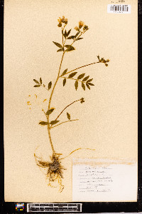 Polemonium reptans image