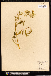 Polemonium reptans image