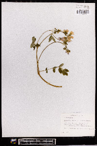 Polemonium reptans image