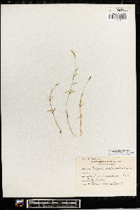 Polygala ambigua image