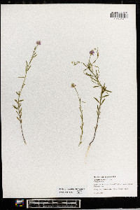 Polygala curtissii image