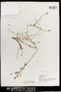 Polygala curtissii image