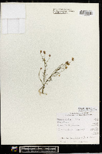 Polygala curtissii image