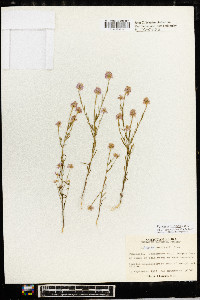 Polygala curtissii image