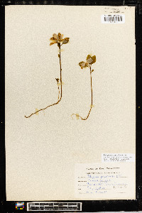 Polygaloides paucifolia image