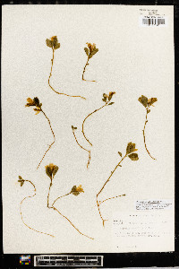 Polygaloides paucifolia image