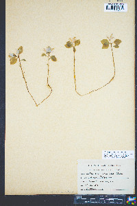 Polygaloides paucifolia image