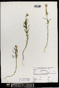 Polygala sanguinea image