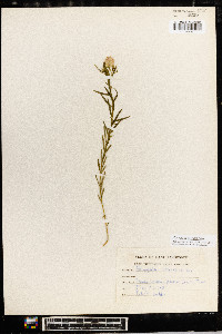 Polygala sanguinea image