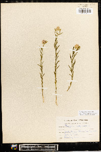 Polygala sanguinea image