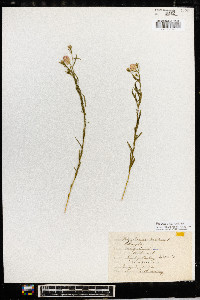 Polygala sanguinea image