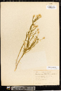 Polygala sanguinea image