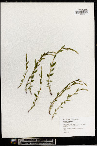 Polygala senega image