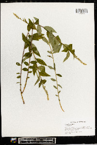 Polygala senega image