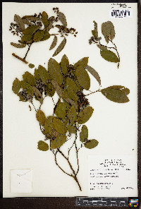 Brunnichia cirrhosa image