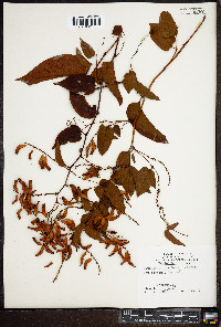 Brunnichia cirrhosa image