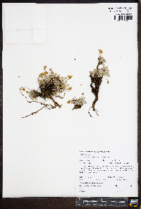 Eriogonum ovalifolium var. depressum image