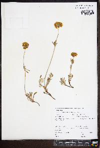 Eriogonum heracleoides var. angustifolium image