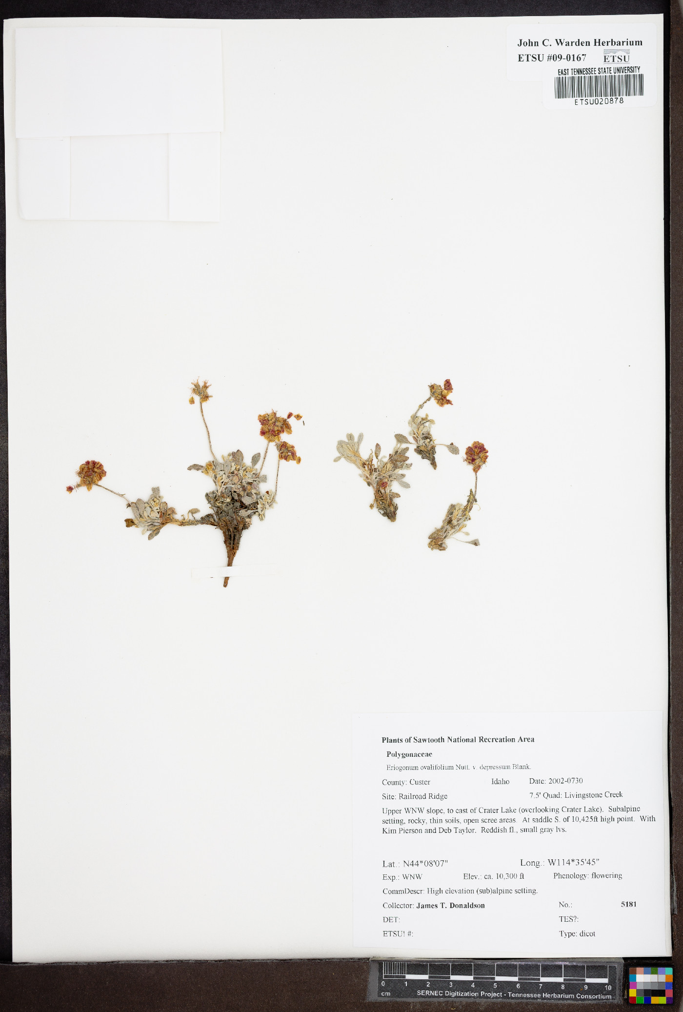 Eriogonum ovalifolium var. depressum image