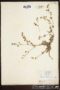 Eriogonum abertianum image