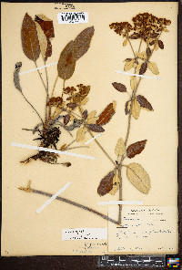 Eriogonum allenii image