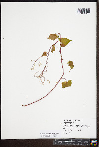 Fallopia cilinodis image