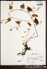 Fallopia cilinodis image