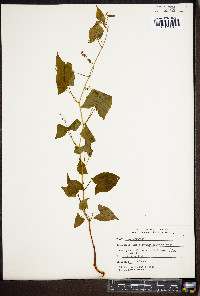 Fallopia cilinodis image