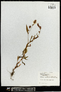 Polygonum persicaria image