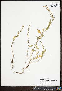 Polygonum erectum image