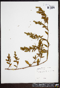 Polygonum erectum image