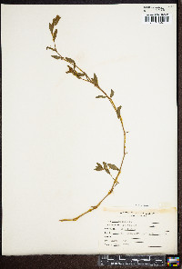 Polygonum erectum image