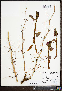 Reynoutria japonica image