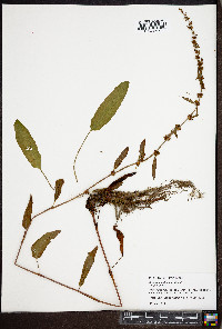 Rumex conglomeratus image