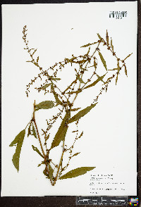 Rumex conglomeratus image