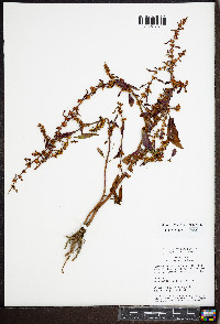 Rumex conglomeratus image