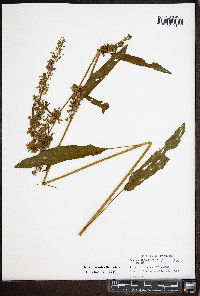 Rumex crispus subsp. crispus image