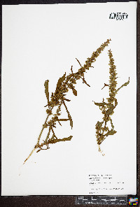 Rumex crispus subsp. crispus image