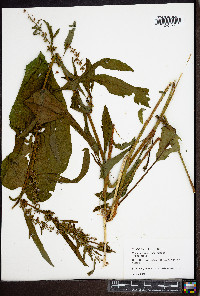 Rumex crispus subsp. crispus image