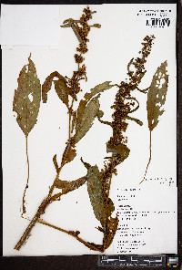 Rumex crispus subsp. crispus image