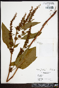 Rumex obtusifolius image