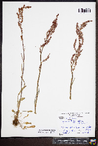 Rumex hastatulus image