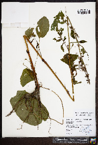 Rumex obtusifolius image