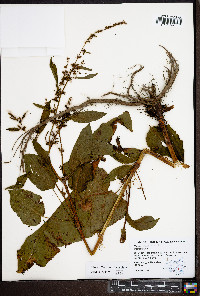 Rumex obtusifolius image
