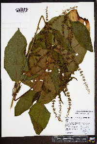 Rumex obtusifolius image