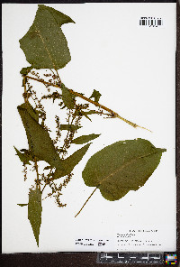 Rumex obtusifolius image