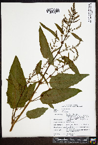 Rumex obtusifolius image