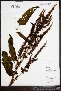 Rumex obtusifolius image