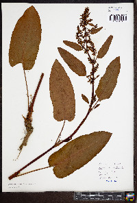 Rumex obtusifolius image